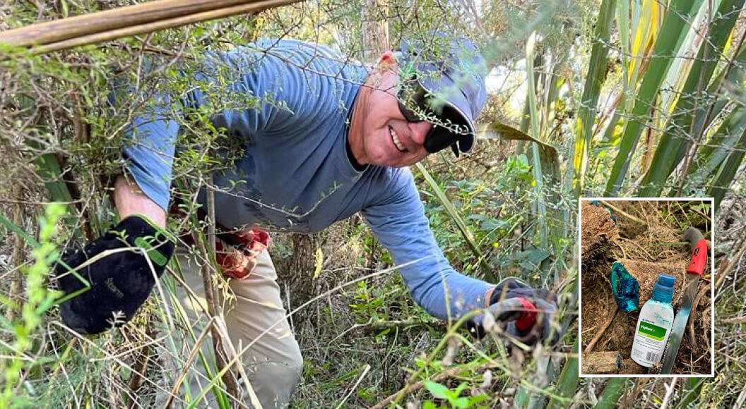 Clearing gorse in Okarito