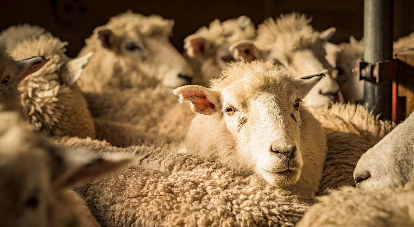WSJ_Oct_22_Website_image_Wool Logistics.jpg