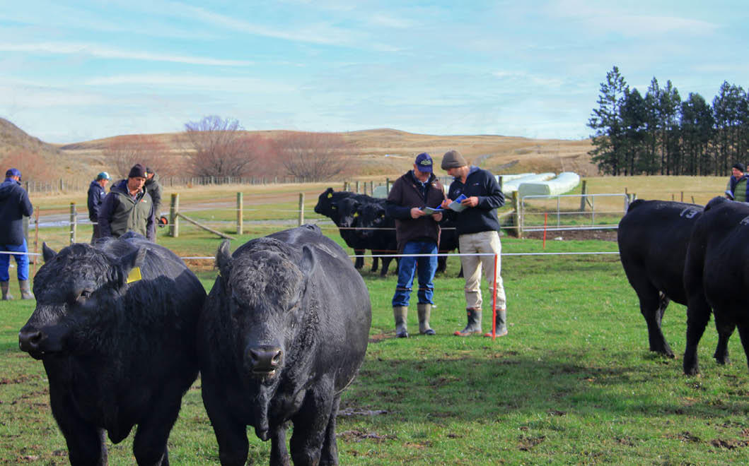 Farmer in field with bulls