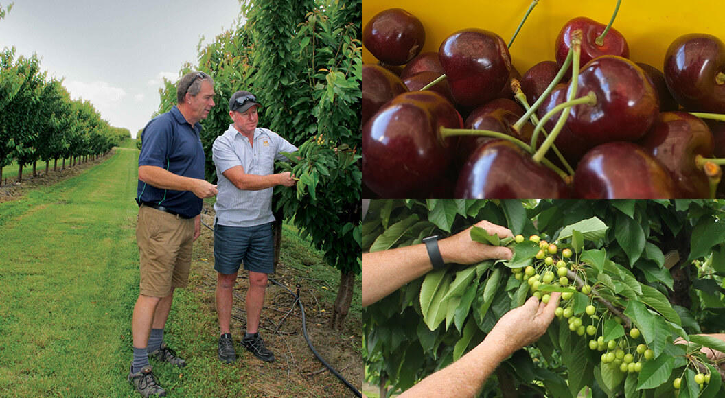 Staff and 3 Kings Cherries viewing cherry crop