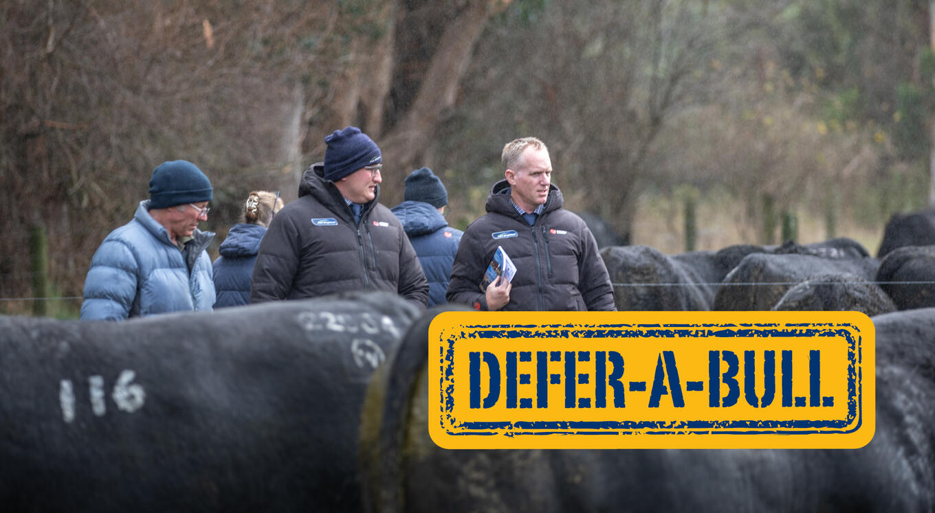 defer a bull article september 26