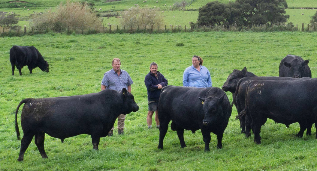 PGW Livestock Genetics Reps stand amongst bulls in a paddock.