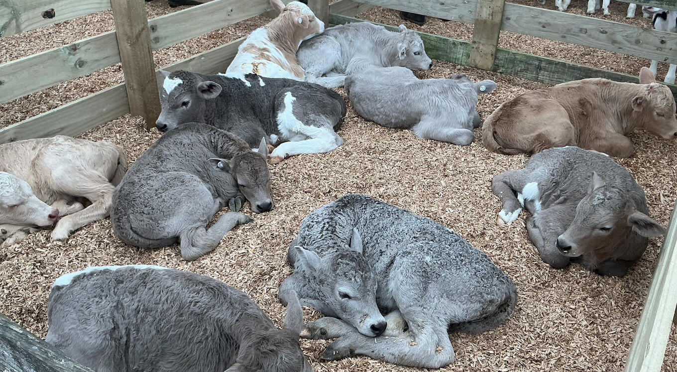 fourdayoldcalfeoct2026