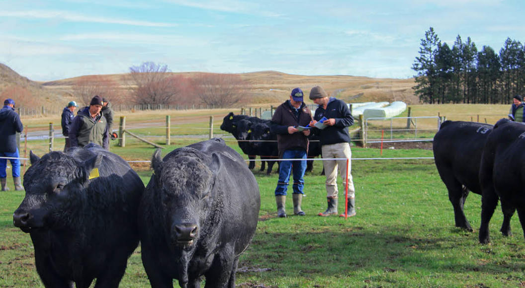 Farmer in field with bulls