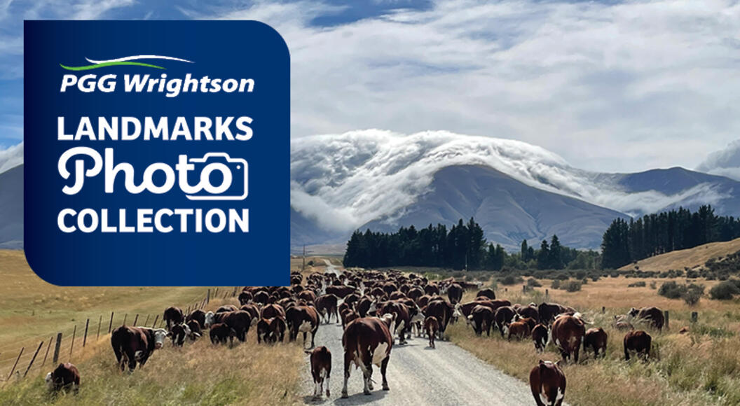 A herd of Hereford cattle walks along a gravel road in dry paddocks, with dramatic clouds spilling over distant mountain ranges.