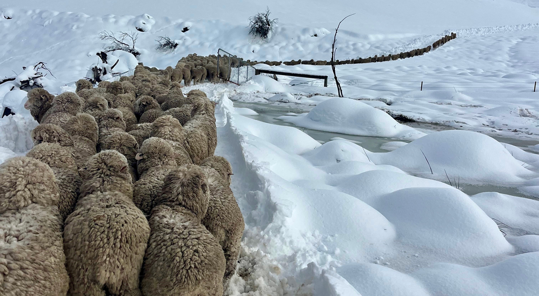 Winter livestock markets providing something for everyone