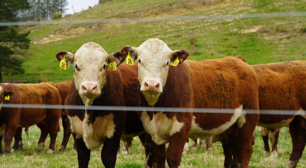 Yearling bulls set to sell well following record season