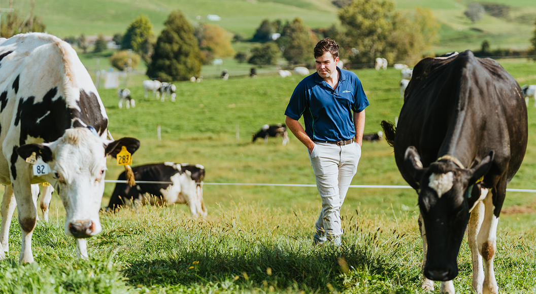 Dairy conversations increasing demand for cows