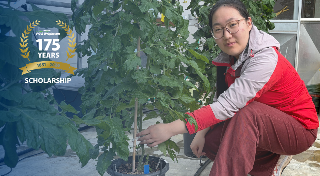 Xinyu Wu in the Massey University Plant Growth Unit (PGU) greenhouse.
